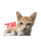 サヤカの家のペットたち（個別スタンプ：1）