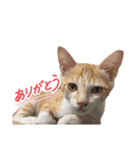 サヤカの家のペットたち（個別スタンプ：3）