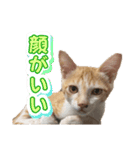 サヤカの家のペットたち（個別スタンプ：5）