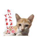 サヤカの家のペットたち（個別スタンプ：6）