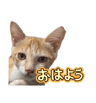 サヤカの家のペットたち（個別スタンプ：13）