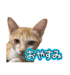 サヤカの家のペットたち（個別スタンプ：14）