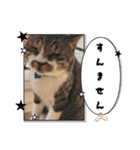 サヤカの家のペットたち（個別スタンプ：17）