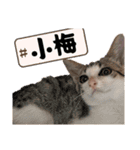 サヤカの家のペットたち（個別スタンプ：21）