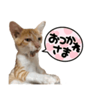 サヤカの家のペットたち（個別スタンプ：25）