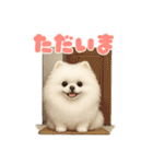 きよんももひなまり♥ひな太郎のスタンプ（個別スタンプ：5）