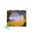 秋の日の日常台湾語 紅葉の挨拶カエデの葉（個別スタンプ：38）