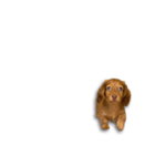 世界で1番可愛いポポ⑤（個別スタンプ：14）