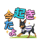 夏も元気にミニチュアピンシャー（個別スタンプ：31）