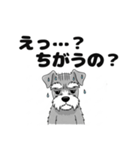 ミニチュアシュナウザーのしゅな吉（個別スタンプ：3）