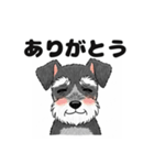 ミニチュアシュナウザーのしゅな吉（個別スタンプ：8）