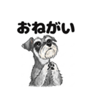 ミニチュアシュナウザーのしゅな吉（個別スタンプ：11）