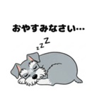 ミニチュアシュナウザーのしゅな吉（個別スタンプ：12）