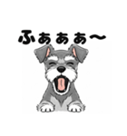 ミニチュアシュナウザーのしゅな吉（個別スタンプ：21）