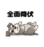 ミニチュアシュナウザーのしゅな吉（個別スタンプ：22）
