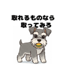 ミニチュアシュナウザーのしゅな吉（個別スタンプ：24）