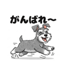 ミニチュアシュナウザーのしゅな吉（個別スタンプ：38）