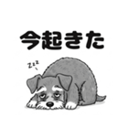 ミニチュアシュナウザーのしゅな吉（個別スタンプ：40）