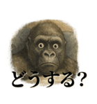 病み気味繊細メンヘラゴリラ（個別スタンプ：30）