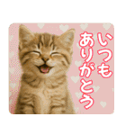 ずっと使える♡夏の気づかいニャンコ（個別スタンプ：3）