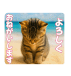 ずっと使える♡夏の気づかいニャンコ（個別スタンプ：4）