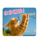 ずっと使える♡夏の気づかいニャンコ（個別スタンプ：9）
