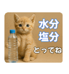 ずっと使える♡夏の気づかいニャンコ（個別スタンプ：13）