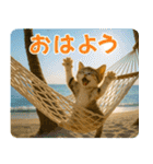 ずっと使える♡夏の気づかいニャンコ（個別スタンプ：17）