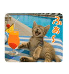 ずっと使える♡夏の気づかいニャンコ（個別スタンプ：28）