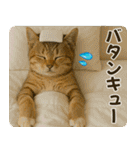 ずっと使える♡夏の気づかいニャンコ（個別スタンプ：30）