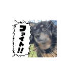 わが家のアイドル なぁちゃん（個別スタンプ：2）