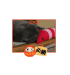 ウチのぬこandうさ（個別スタンプ：2）
