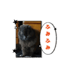 ウチのぬこandうさ（個別スタンプ：3）