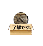 ウチのぬこandうさ（個別スタンプ：10）