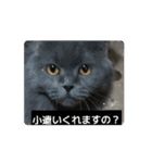 ウチのぬこandうさ（個別スタンプ：12）