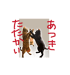 お酒とネコ好きな日常会話 45（個別スタンプ：4）