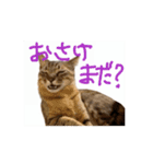 お酒とネコ好きな日常会話 45（個別スタンプ：9）