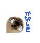 お酒とネコ好きな日常会話 45（個別スタンプ：10）