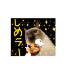 お酒とネコ好きな日常会話 45（個別スタンプ：16）