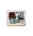 チワブルのホトちゃん④（個別スタンプ：6）