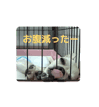 チワブルのホトちゃん④（個別スタンプ：7）