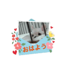 チワブルのホトちゃん④（個別スタンプ：8）