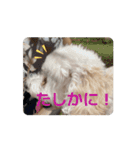 チャチャッとお返事スタンプ♡（個別スタンプ：10）