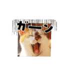 うちの子ら。日常編（個別スタンプ：12）