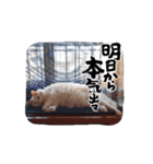うちの子ら。日常編（個別スタンプ：13）