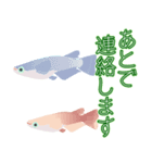 動くメダカ7（個別スタンプ：1）