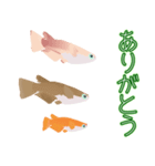 動くメダカ7（個別スタンプ：2）