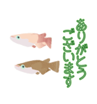 動くメダカ7（個別スタンプ：3）
