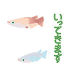 動くメダカ7（個別スタンプ：6）