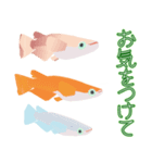 動くメダカ7（個別スタンプ：10）